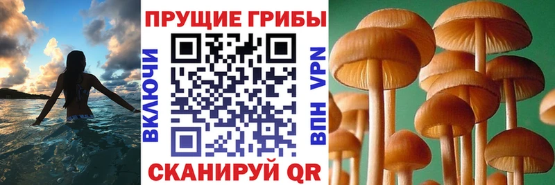 Галлюциногенные грибы Cubensis  Томилино 